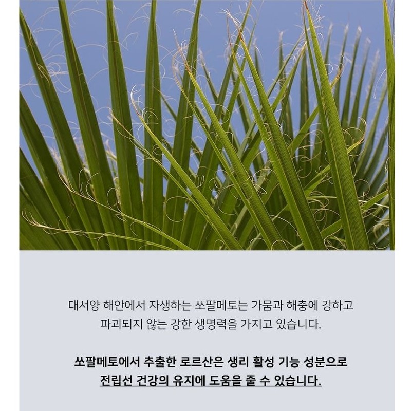 Wayfarm 쏘팔매토 옥타코사놀 아연 로르산 115 전립선 지구력 증진 2통