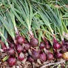 Eden Brothers Onion Seeds (Long Day) - Ruby Red