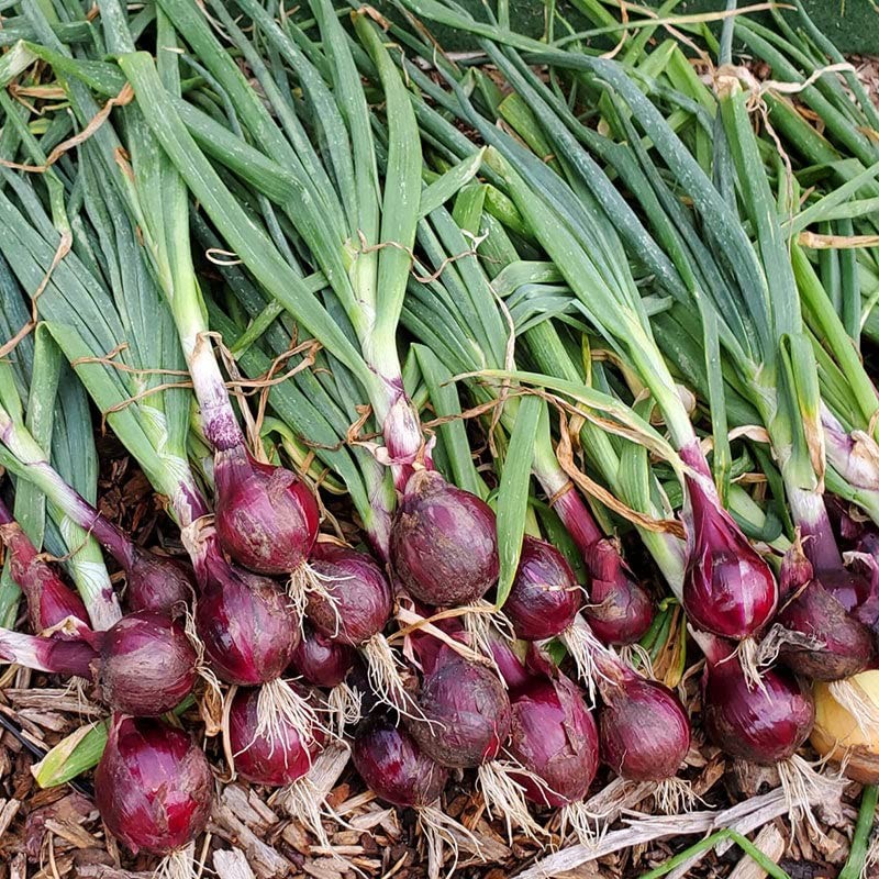 Eden Brothers Onion Seeds (Long Day) - Ruby Red