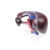 BoNew Human Liver Pancreas Duodenum Anatomical Anatomy Model Medical Model