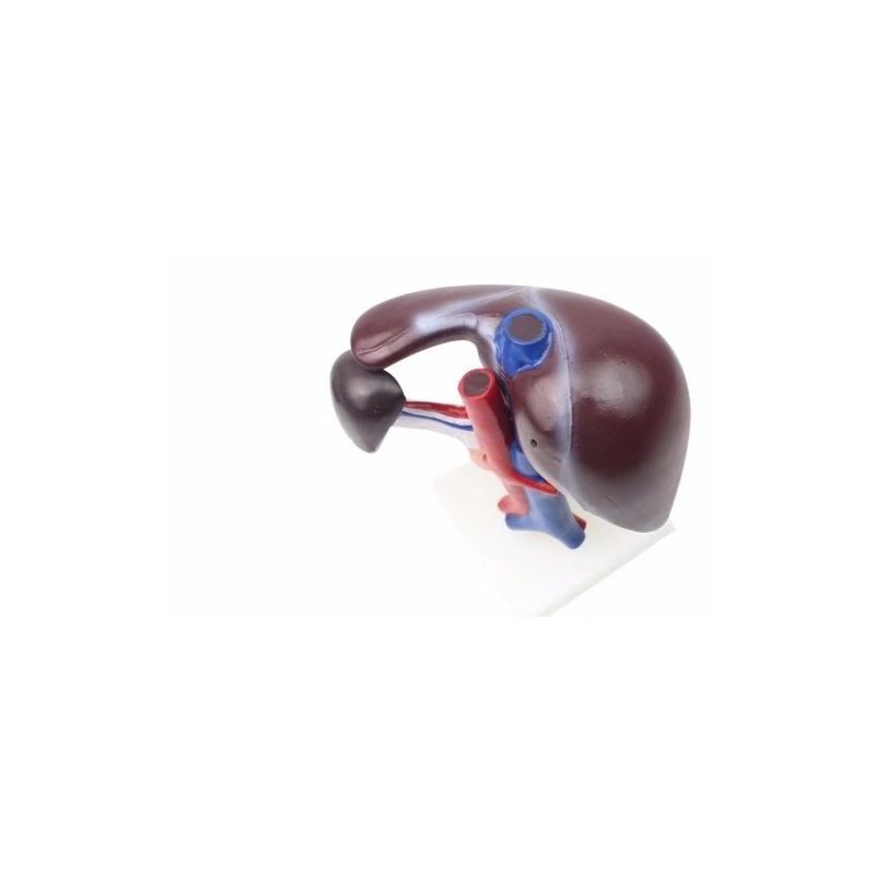 BoNew Human Liver Pancreas Duodenum Anatomical Anatomy Model Medical Model