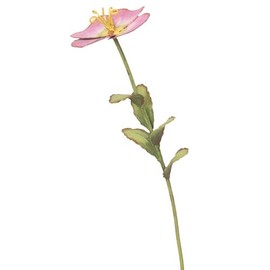 The Round Top Collection - Wildflower Primrose Sm/Metal