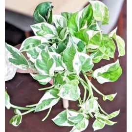 Jade Pothos Pearls and Jade | 10 Seeds | Devil’s Ivy | Indoor House Plant | Variegate