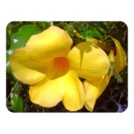 Brown Bud Allamanda Hendersonii Vine Live Plant Tropical Bright Yellow Bell Shaped Flower Starter Size 4 Inch Pot Emeralds TM