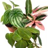 Florida House Plants BubbleBlooms Indoor Foliage Assortment, 4 inch Set