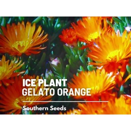 Southern Seeds Ice Plant, Orange - 200 Seeds - Heirloom Flower (Dorotheanthus bellidiformis)