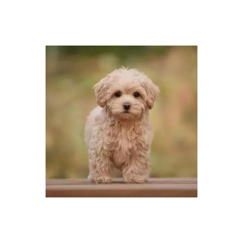 Vetriderm Jabón Dermatológico, Elanco, Para Perros (100gr)