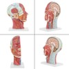 Anatomical Medical Life-Size Half Head Model Scientific Education Human Head