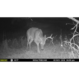 Señuelo de ciervo con mantequilla de nuez 1 oz, aroma Big Buck Rut, atractivo para tiro con arco de caza