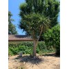 Rauch Family Farms Aloe Barberae Leaf Cutting, Packed Well With