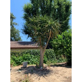 Rauch Family Farms Aloe Barberae Leaf Cutting, Packed Well With Root Hormone For Growth.
