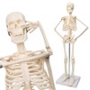 NEW HORIZON 17.7“ High Scientific Human Skeleton Model for Anatomy,Anatomy