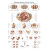 Educational Board "Pelvic Floor", 50 x 70 cm