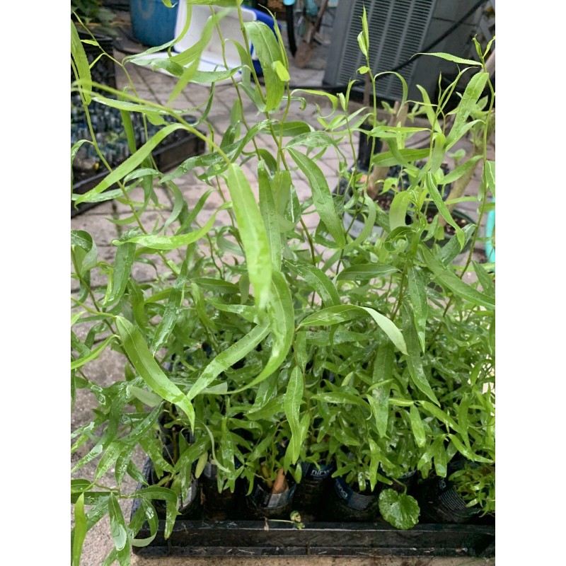 live plant Corkscrew Willow Tree Twisted limbs, 1 year old