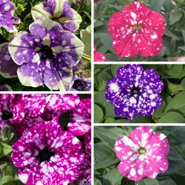 Wivolibe 500+ Rare Night Sky Petunia Seeds - Dwarf Wave Petunia Flower Seeds for Planting Home Garden Non-GMO Heirloom Seeds