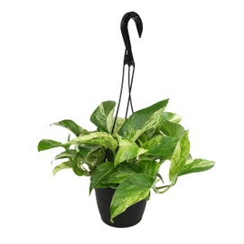 Marble Queen Pothos Hanging Basket, Variegated Pothos Live Plant Decor, Real Pothos Plant with Hanger, Desk Plant & Office Plant, Plant Gift, Easy to Grow House Plant by Plants for Pets
