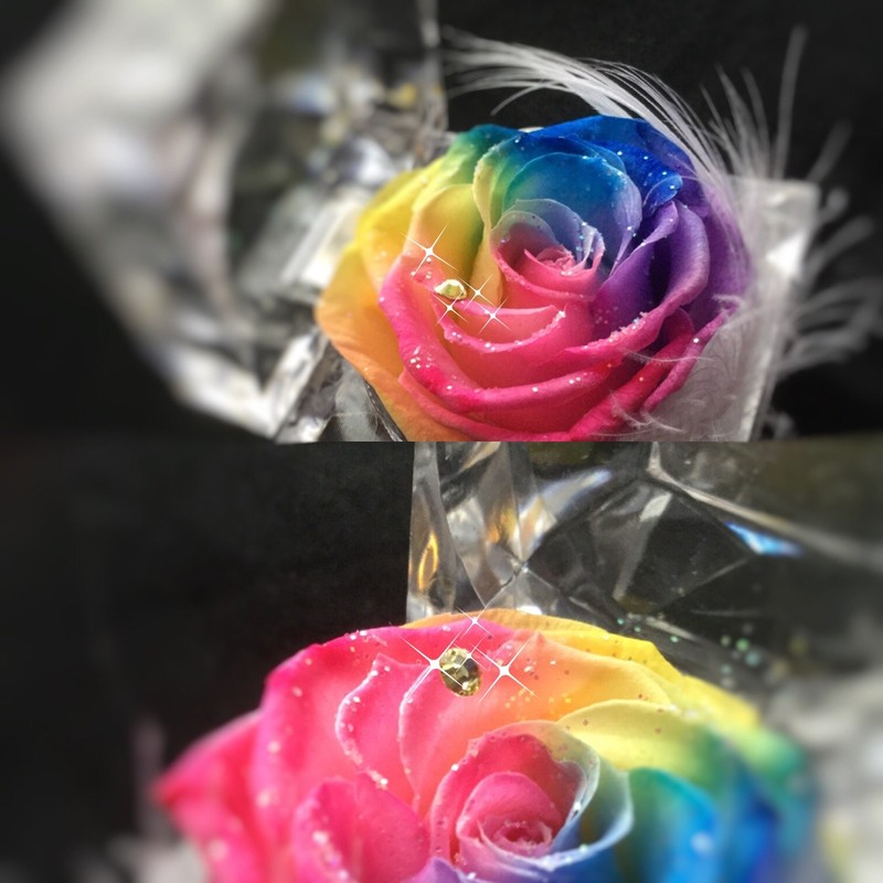 Floral Babydoll Preserved Flowers Rainbow Rose Jewelry Case