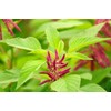Food to Live Organic Amaranth Grain, 10 Pounds - Non-GMO,