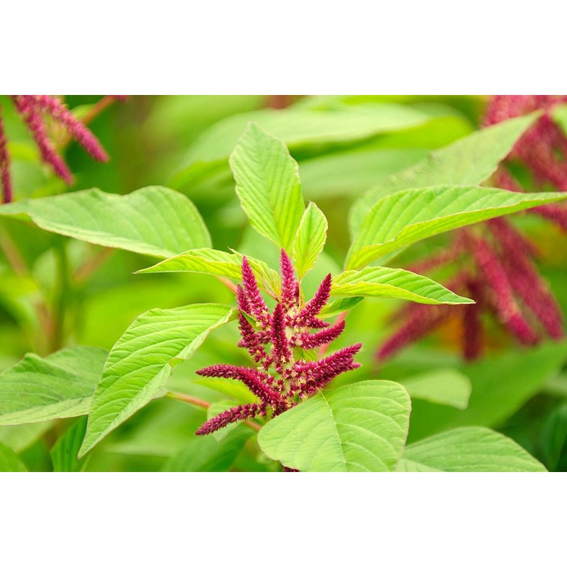 Food to Live Organic Amaranth Grain, 10 Pounds - Non-GMO,