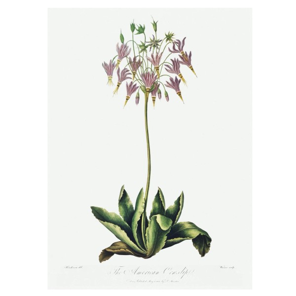 The American Cowslip The Temple of Flora by Robert John