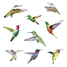 9 Large Beautiful Humming Birds Wall Stickers Flying Hummingbird Decals Removable for Window Bedroom Living Room Office Nursery Art Home Décor,Birds Wall Decal Animals Stickers