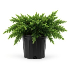 Blue Pacific Shore Juniper | 3 Extra Large 3 Gallon Plants | Juniperus Conferta | Evergreen Ground Cover, Hardy Coastal Landscaping, Low Maintenance Shrub, Drought Tolerant, Spreading Growth