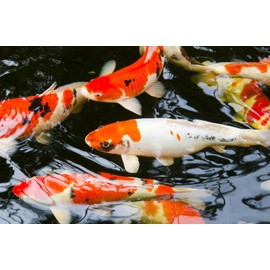 AQUATICBLENDEDFOODS Large Floating PELLETS 6.5mm with Krill & SPIRULINA for Koi,Oscar,Pond Fish,Cichlids,A15 (4oz)