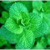 Rare Mentha Rotundifolia similair to Apple Mint Bowles Mint Fuzzy