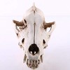 VOANZO Resin Wolf Skull Model Replica, Dinosaur Tooth Skull Fossil,