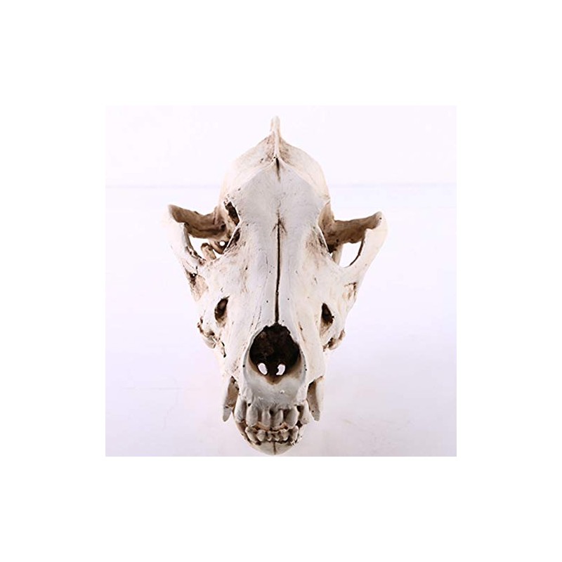 VOANZO Resin Wolf Skull Model Replica, Dinosaur Tooth Skull Fossil,