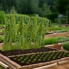 Toriexon Cucumber Trellis for Raised Bed, 48" L x 48"