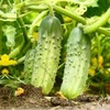 200 National Pickling Cucumber Seeds Heirloom - Non-GMO - Always