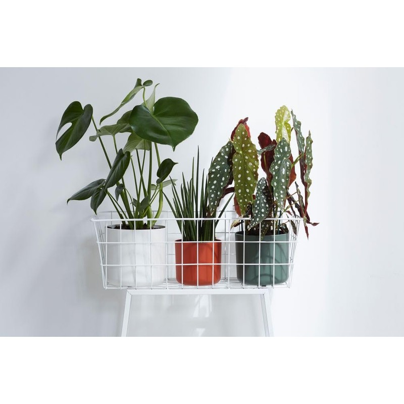 Elho B.for Soft Flower Pot