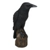 Ebros Gift Gothic Raven Statue Crow Scavenger Bird Perching On