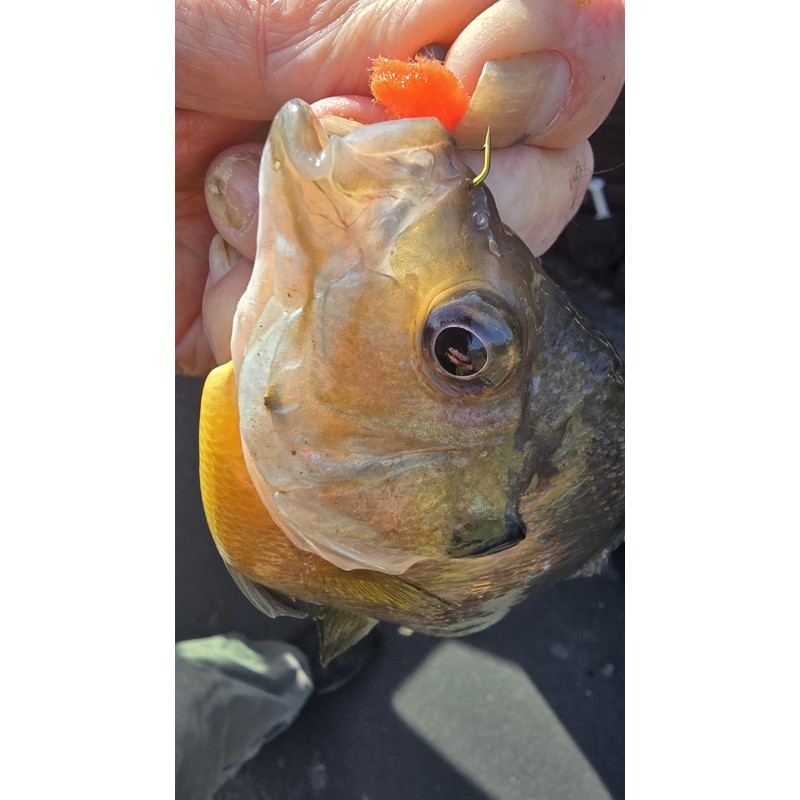 Kodiak Bait Booster (x Large)