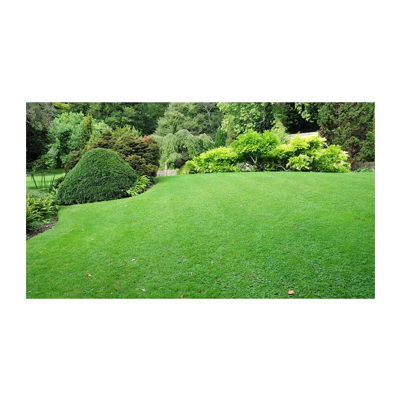 TLC Tall Fescue Grass Seed Blend (1 Lb.)