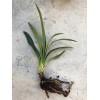 Clivia Miniata Bush Lily Bare Root Live Plant Orange 7