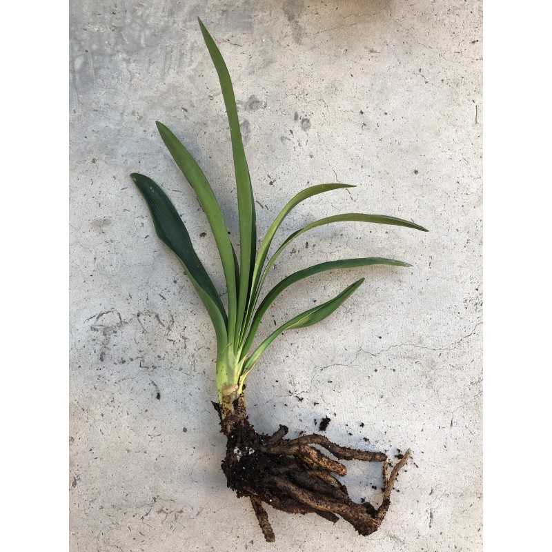Clivia Miniata Bush Lily Bare Root Live Plant Orange 7