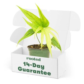 Rooted Anthurium Fingers, Anthurium pedatoradiatum, Live, Live Indoor, Home Decor, Easy to Grow, Easy to Care and Low Maintenance Houseplant, 4 inch Pot