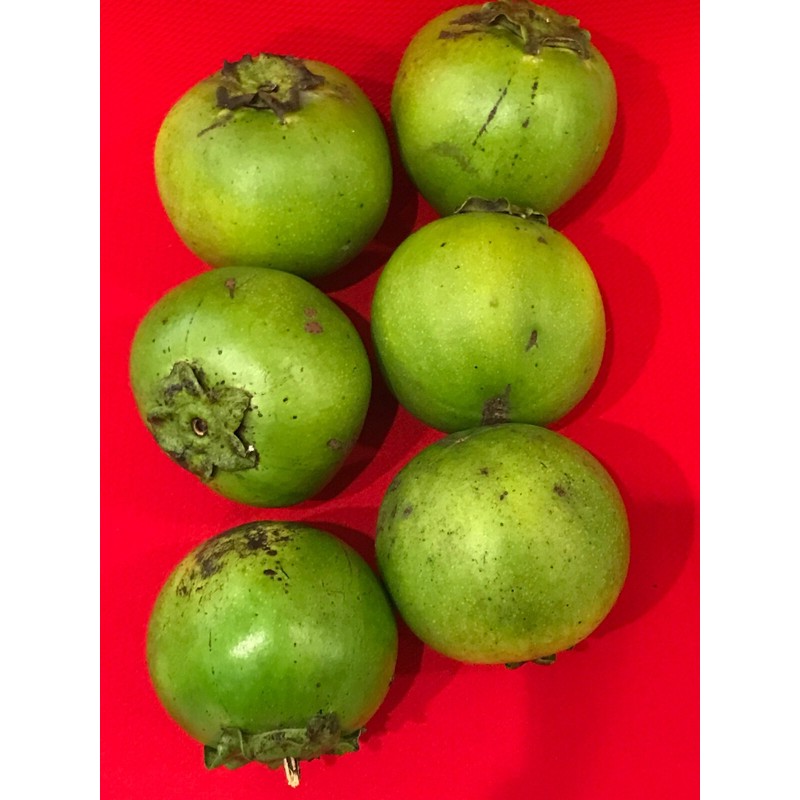 9waters Black Sapote Diospyros Nigra Chocolate Pudding Starter Plant Tropical