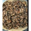 selasih Dried Indonesian Kencur Kaempferia Galanga 2 oz
