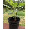 Ficus "Celeste" Fig Tree live plant cold hardy