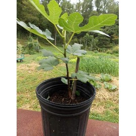 Ficus "Celeste" Fig Tree live plant cold hardy