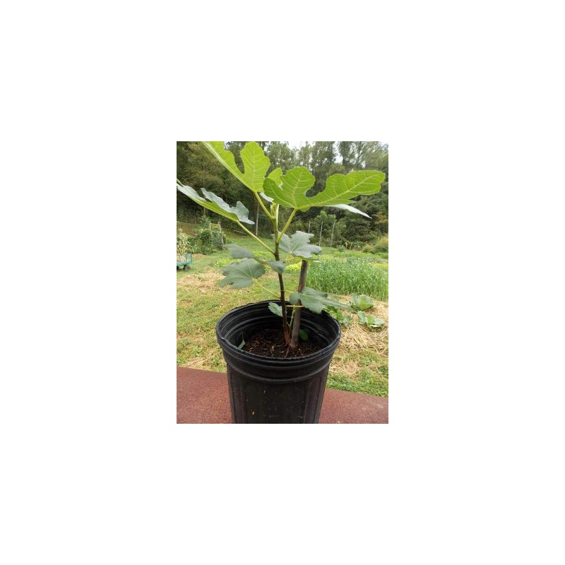 Ficus "Celeste" Fig Tree live plant cold hardy