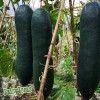 Fairy7Seas Canton Black Skin Long Winter Melon Seeds, Oblong Wax