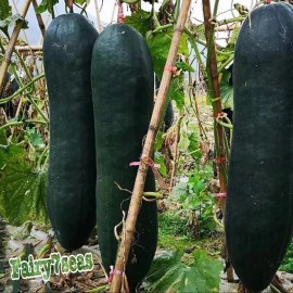 Fairy7Seas Canton  Black Skin Long Winter Melon Seeds, Oblong Wax Gourd, Asian Vegetable - 30 Seeds