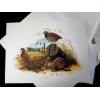 Don Balke BOBWHITE QUAIL (Masterpiece-1