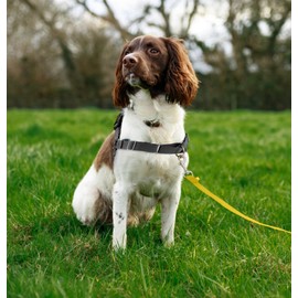 Lucky Hank Better Walk No Pull Dog Harness and Leash Set, Vest Harness Dog Training Walking of Your Puppy Harness Medium Dog Harness, Quick Fit Design for Medium, and Large Dogs (Yellow)