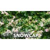 Asiatic Jasmine 'Snowcap' | 2 Large Gallon Size Plants |
