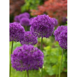 10 Dark Purple Allium Bulbs Blooming Onion Flowering Perennial Garden Flower